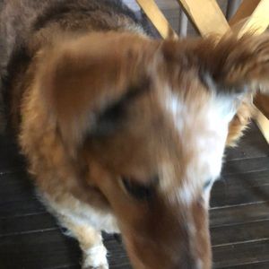 Meet your Posher, Rosemary